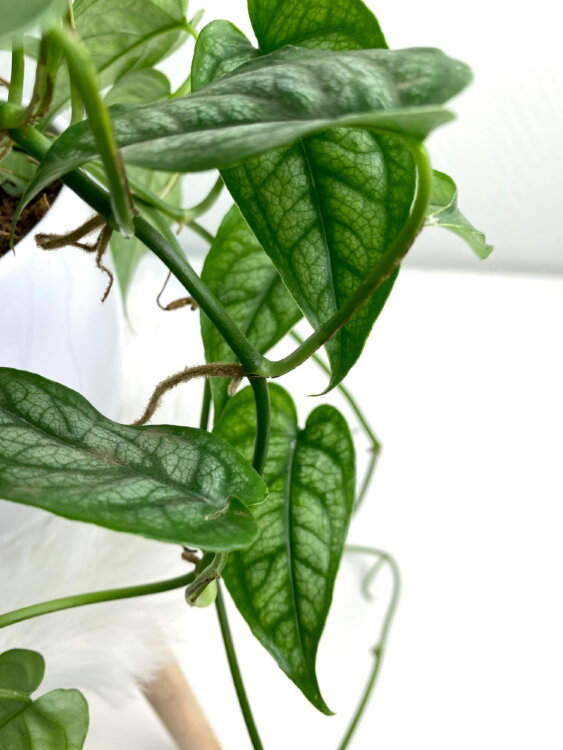 Монстера Сильтепекана ⌀12 30 см 