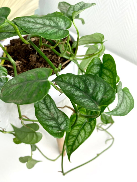 Монстера Сильтепекана ⌀12 30 см 