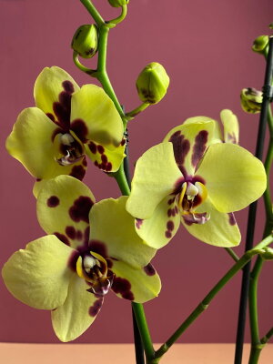 Орхидея Фаленопсис Еллоу Панда 2 ст