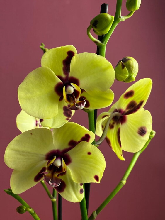 Орхидея Фаленопсис Еллоу Панда ⌀12 60 см 