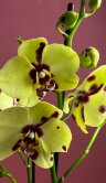 Орхидея Фаленопсис Еллоу Панда 2 ст 