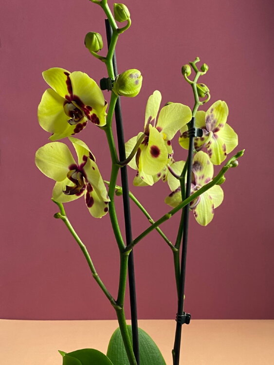 Орхидея Фаленопсис Еллоу Панда ⌀12 60 см 