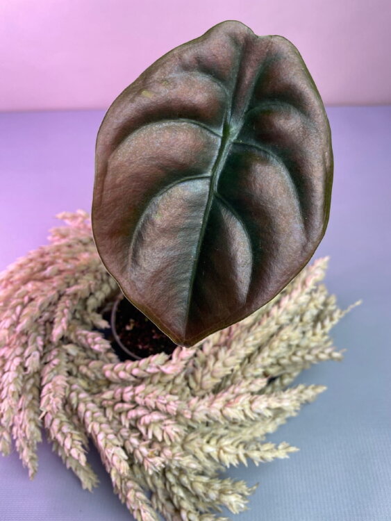 Алоказия Ред Секрет ⌀6 