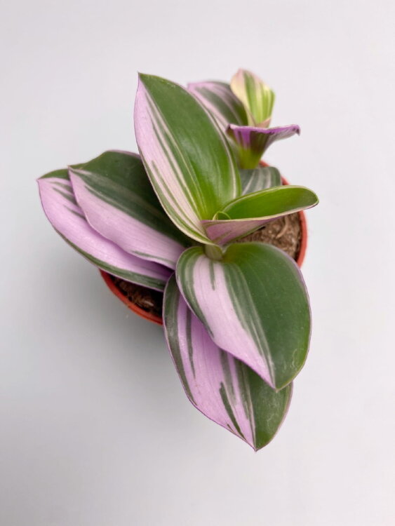 Традесканция Нанук ⌀5 