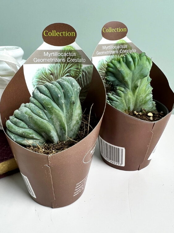 Миртиллокактус Геометрический Кристатный ⌀7  Миртиллокактус Геометрический Кристатный ⌀7