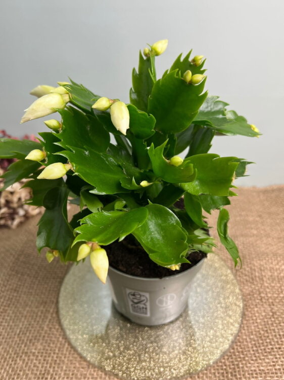 Декабрист белый ⌀13 