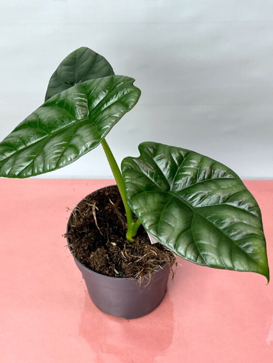 Алоказия Синуата ⌀10 25 см 