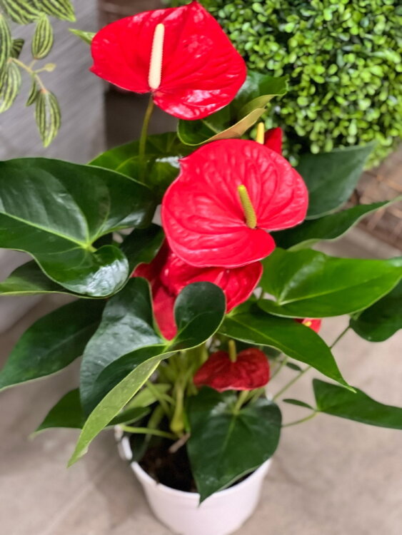 Антуриум Миннесота ⌀17 60 см 