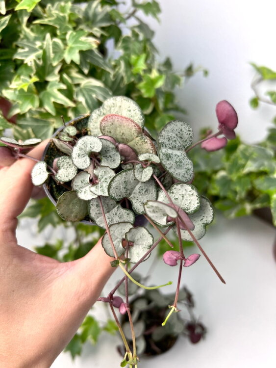 Церопегия Вуди сильвер ⌀6 15 см 