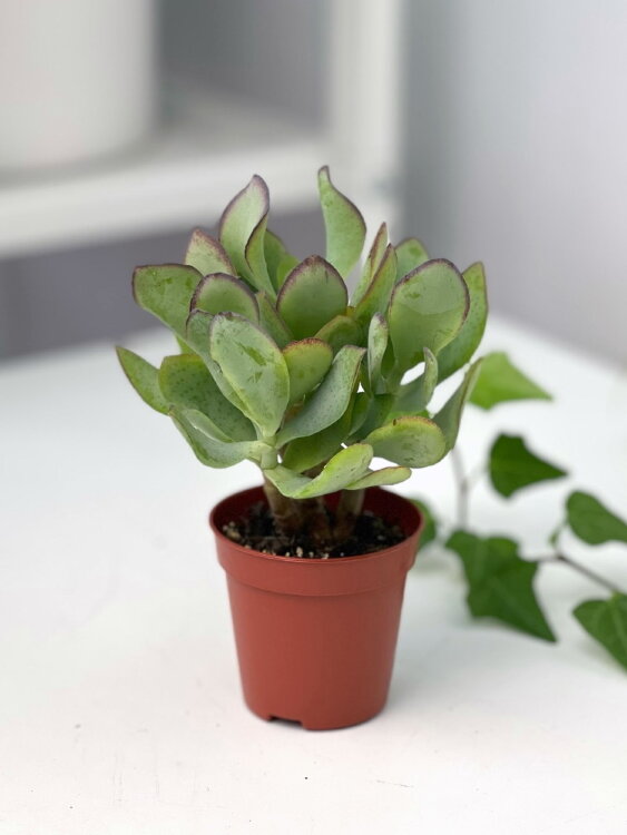 Крассула Блю Вейв ⌀5 