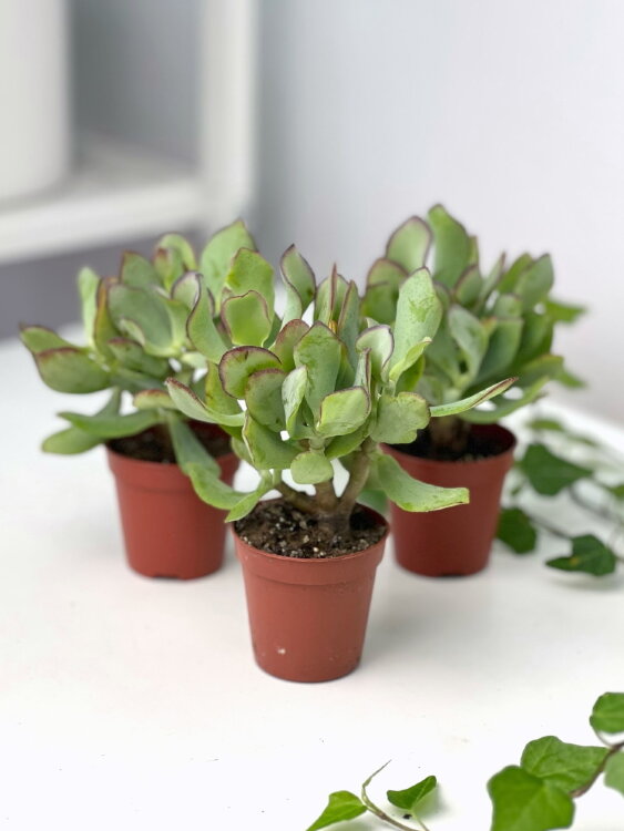 Крассула Блю Вейв ⌀5 