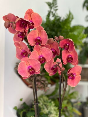 Орхидея Фаленопсис Форест Октоубер ⌀12 65 см