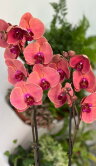 Орхидея Фаленопсис Форест Октоубер ⌀12 65 см 