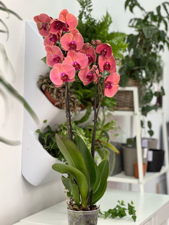 Орхидея Фаленопсис Форест Октоубер ⌀12 65 см 