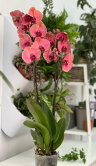Орхидея Фаленопсис Форест Октоубер ⌀12 65 см 