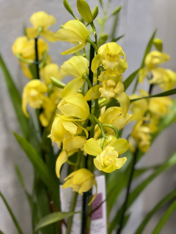 Орхидея Цимбидиум ярко-желтый  Орхидея Цимбидиум ярко-желтый