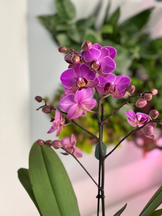 Орхидея Мультифлора Виенна ⌀12 45 см 