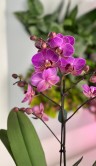 Орхидея Мультифлора Виенна ⌀12 45 см 