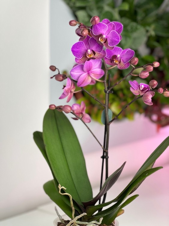 Орхидея Мультифлора Виенна ⌀12 45 см 
