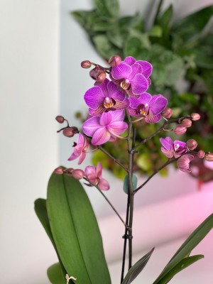 Орхидея Мультифлора Виенна ⌀12 45 см