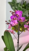 Орхидея Мультифлора Виенна ⌀12 45 см 