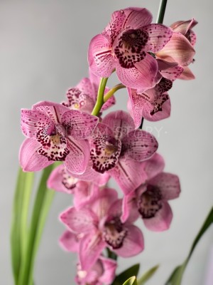 Орхидея Цимбидиум розовая в крап ⌀14 80 см