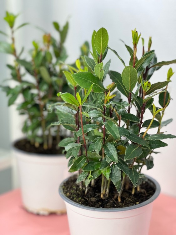 Лавр нобилис ⌀14 30 см 