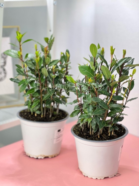 Лавр нобилис ⌀14 30 см 