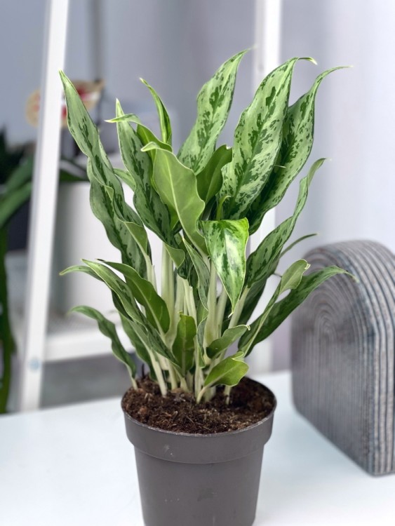 Аглаонема Грейхаунд ⌀14 30 см  Аглаонема Грейхаунд ⌀14 30 см