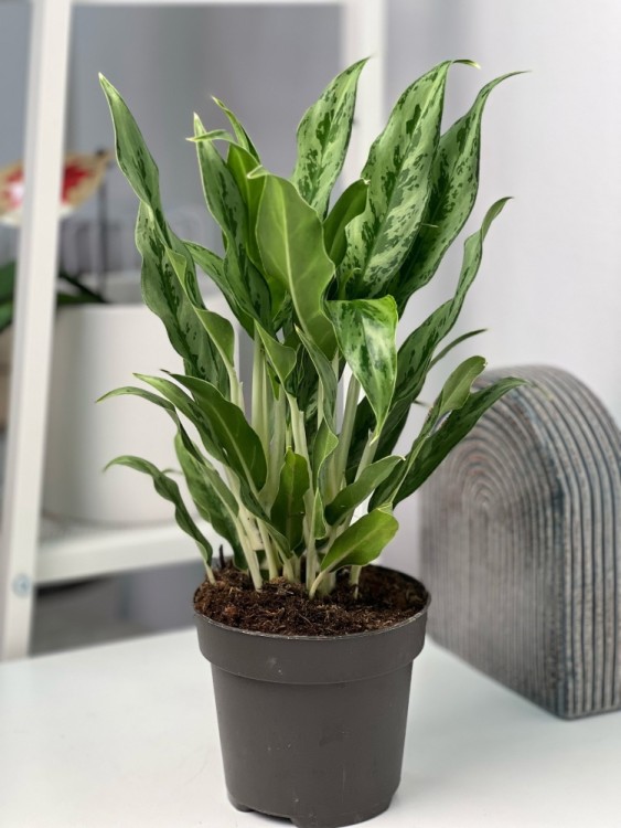 Аглаонема Грейхаунд ⌀14 30 см  Аглаонема Грейхаунд ⌀14 30 см