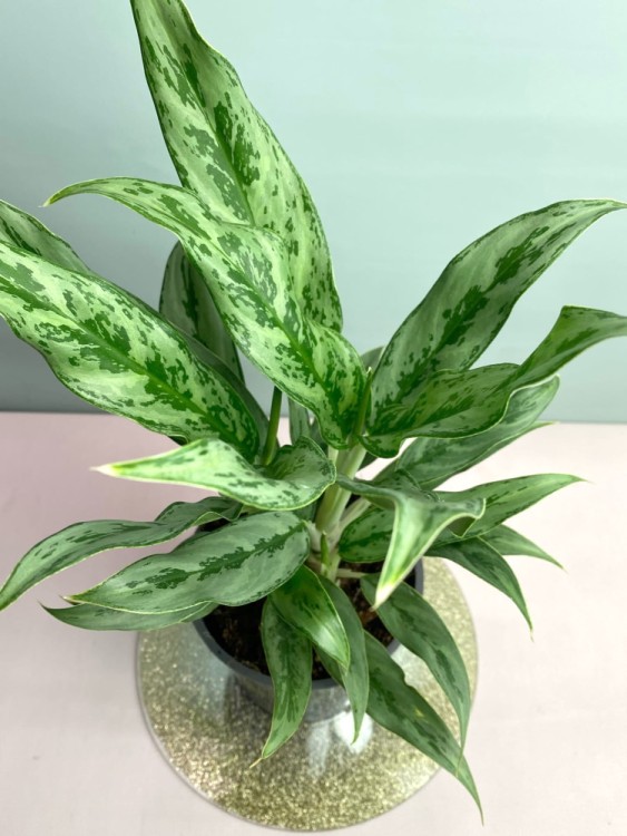 Аглаонема Грейхаунд ⌀14 30 см  Аглаонема Грейхаунд ⌀14 30 см