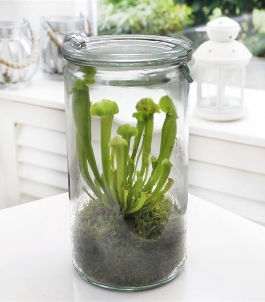 Флорариум с насекомоядным 