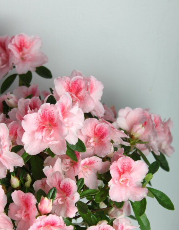 Азалия розовая ⌀14 