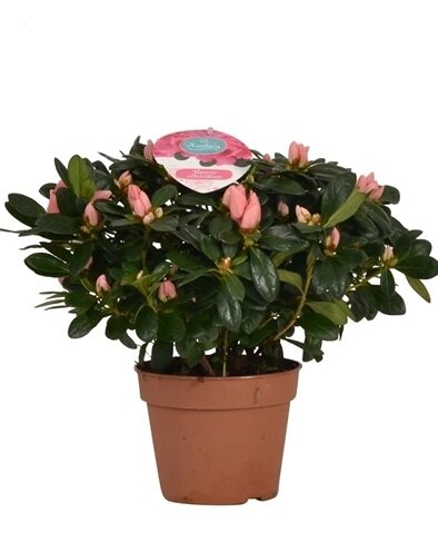 Азалия розовая ⌀14 