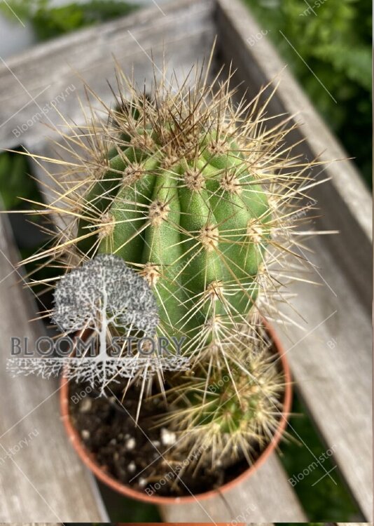 Карнегия Гигантея ⌀5 