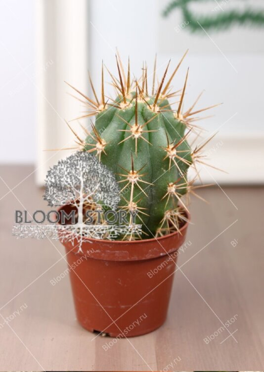 Карнегия Гигантея ⌀5 