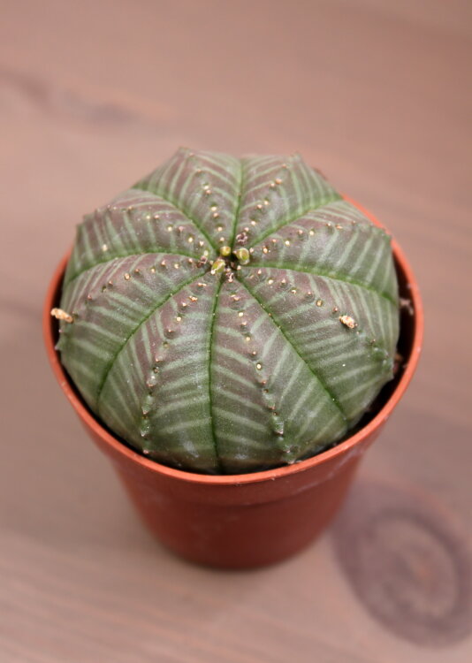 Эуфорбия Обеса  