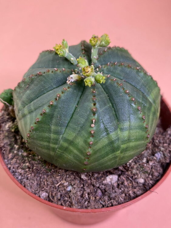 Эуфорбия Обеса  