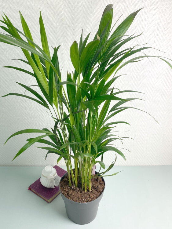 Хризалидокарпус (Арека) ⌀17 50 см 