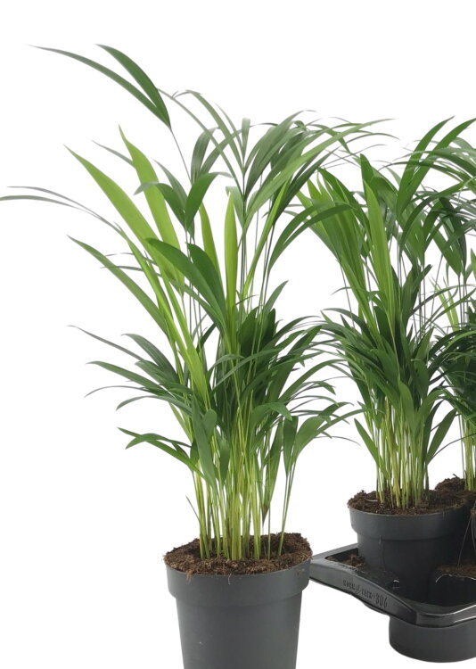 Хризалидокарпус (Арека) ⌀17 50 см 