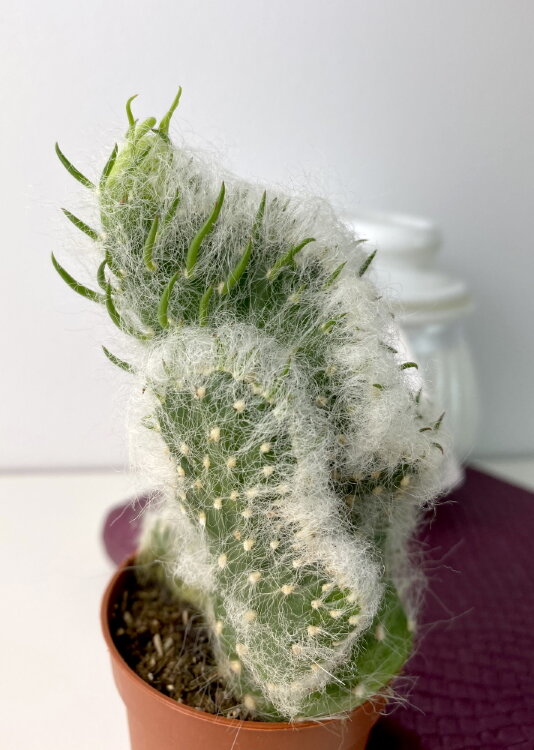 Опунция волосистая ⌀5 