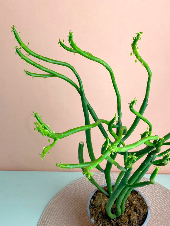 Эуфорбия Тирукалли ⌀12 30 см 