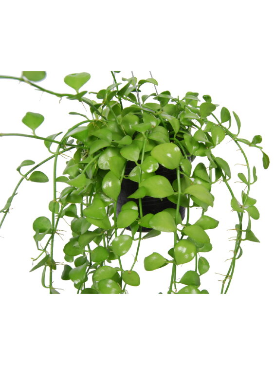 Дисхидия Пектеноидес ⌀14 