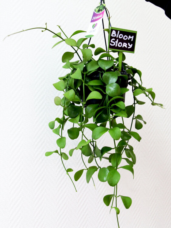 Дисхидия Пектеноидес ⌀14 