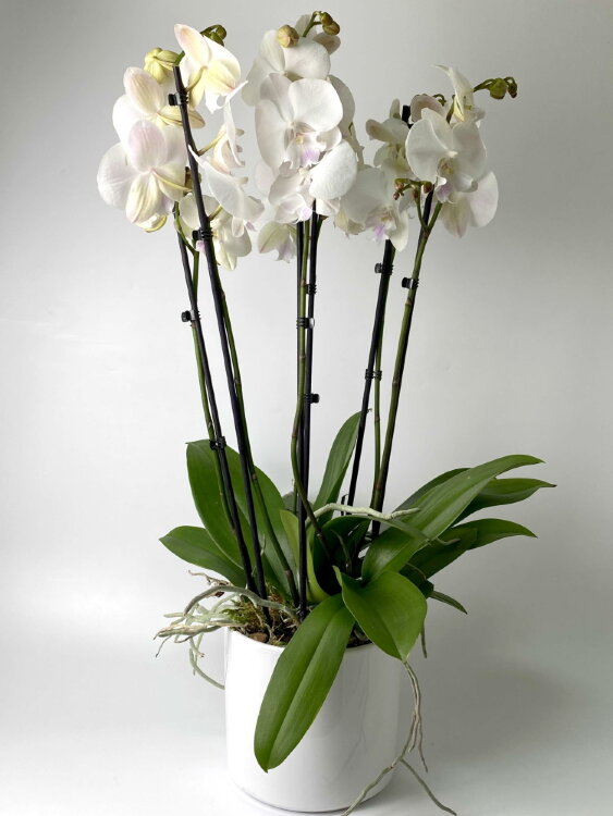Композиция из трех белых орхидей фаленопсис 