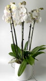 Орхидеи Фаленопсис белые в керамике 6 ст 