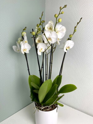 Композиция из трех белых орхидей фаленопсис