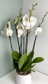 Орхидеи Фаленопсис белые в керамике 6 ст 