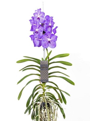 Орхидея Ванда подвесная голубая