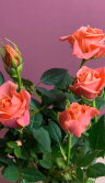 Роза Даника оранжевая ⌀10 30 см 
